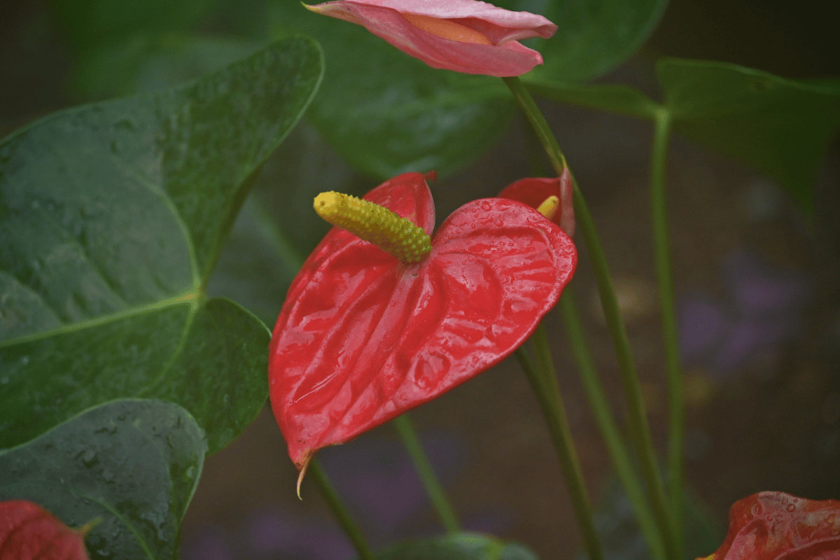 Anthurium andraeanum.png